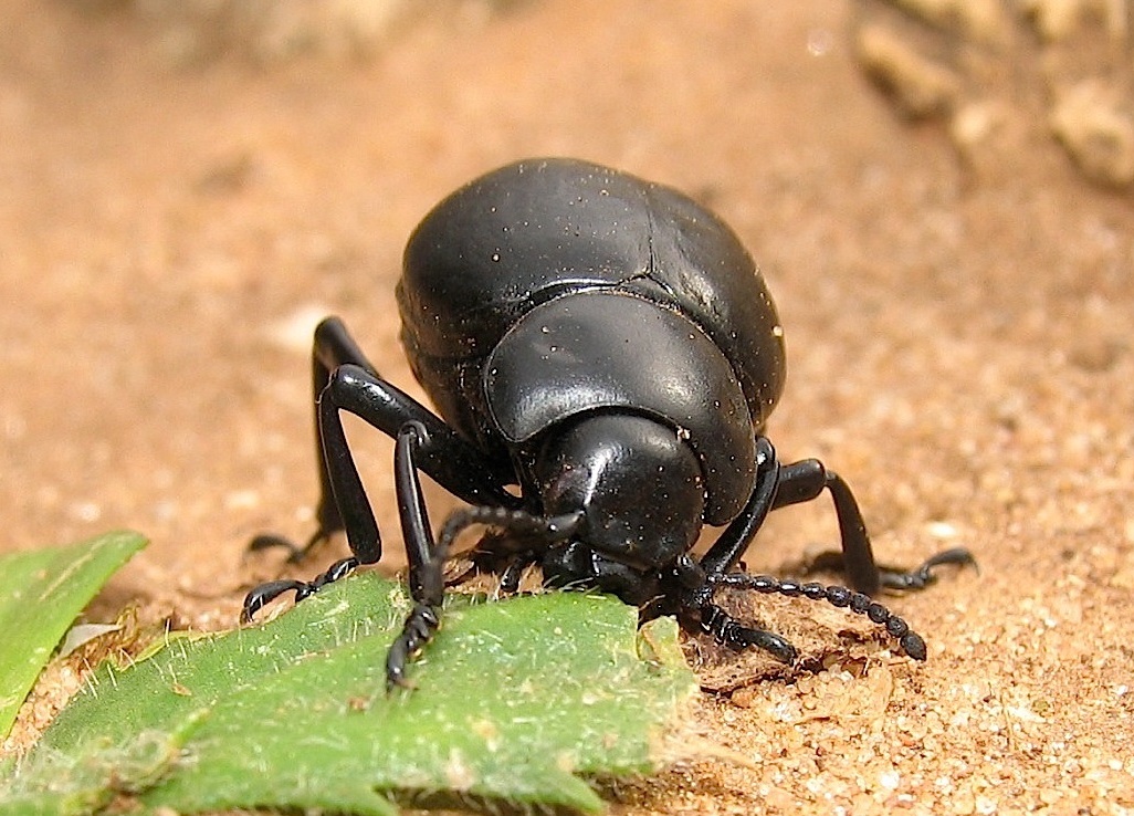 ID 1 - Timarcha pimelioides